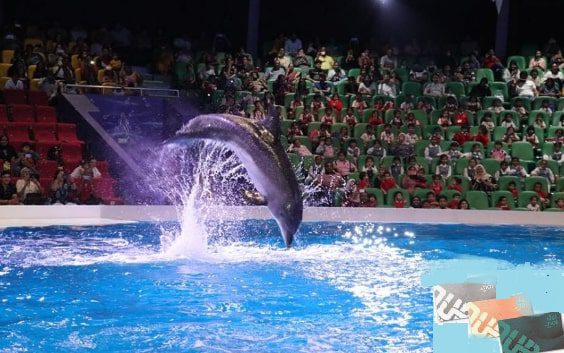 Dubai Dolphinarium Nol Card